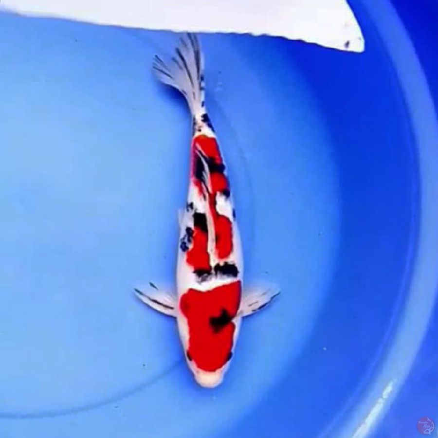 33cm TSUBOSUMI SANKE GOOD