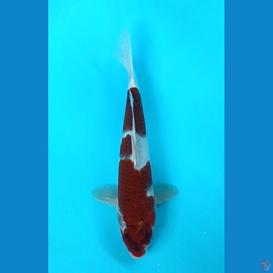 goromo 29 cm male