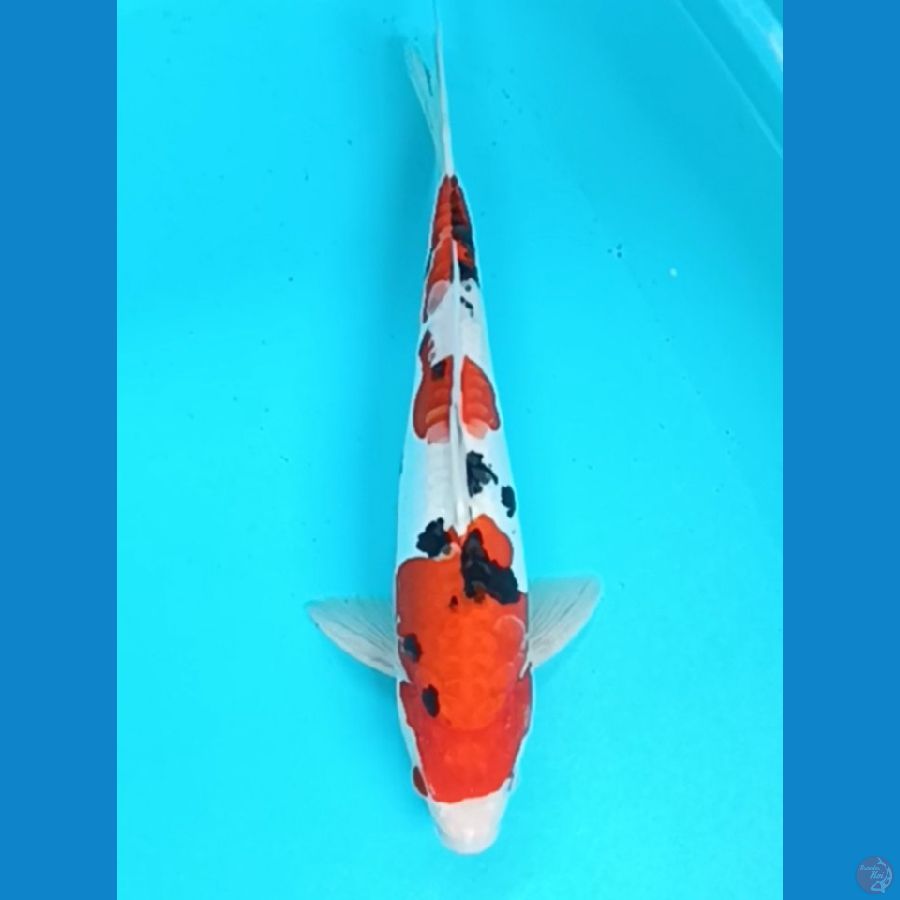 Doitsu sanke 35 cm male