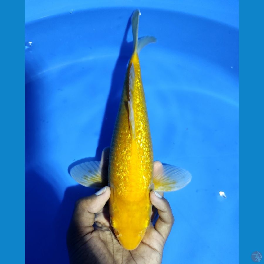 LEMON KARASI FULL GINRIN - 30CM MALE