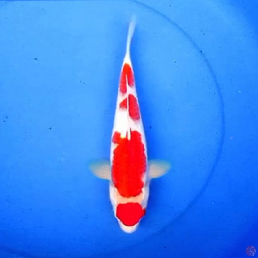 30cm KOHAKU 4STEP