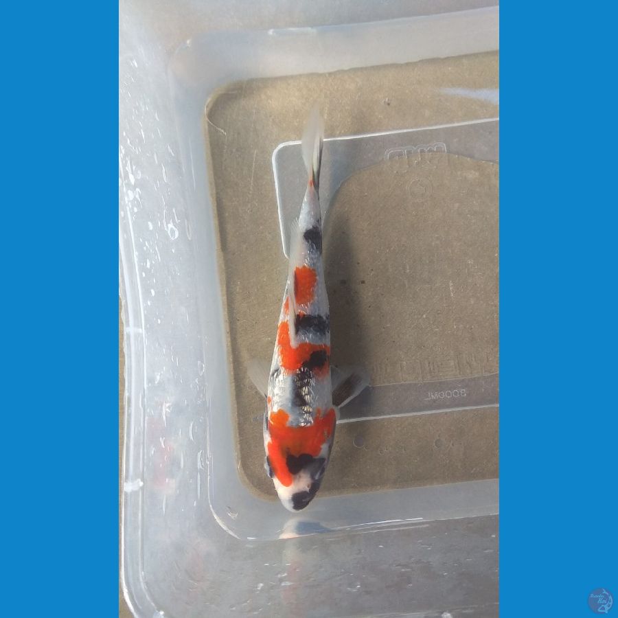 showa ginrin 15cm