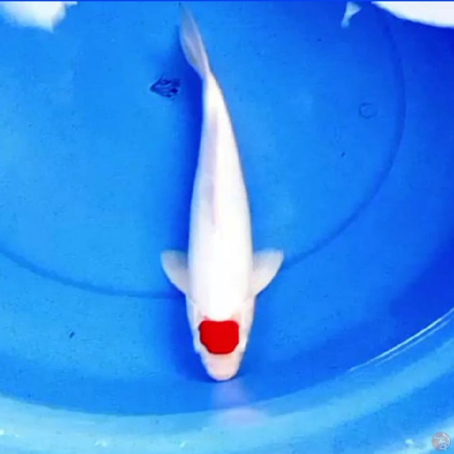 35cm TANCHO PUTIH SALJU