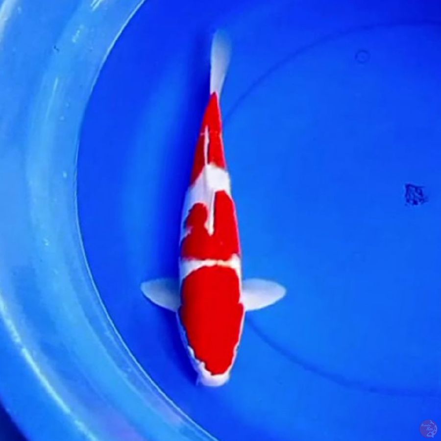 37cm 3STEP KOHAKU RED DEVILS