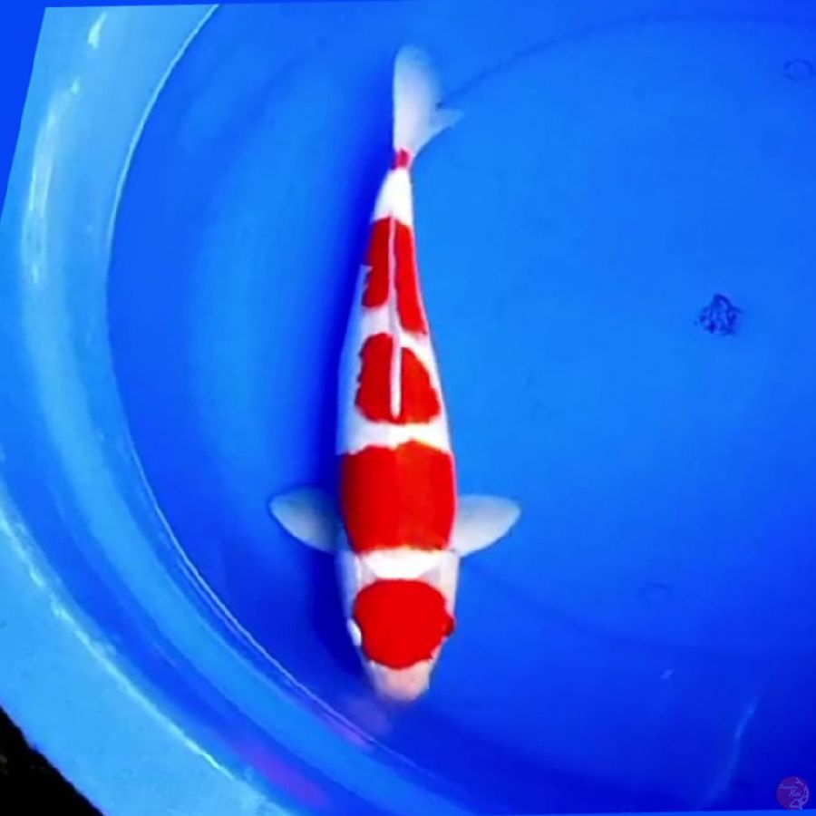 37cm KOHAKU GOOD STRONG