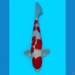 kohaku male merah strong 45cm SQ