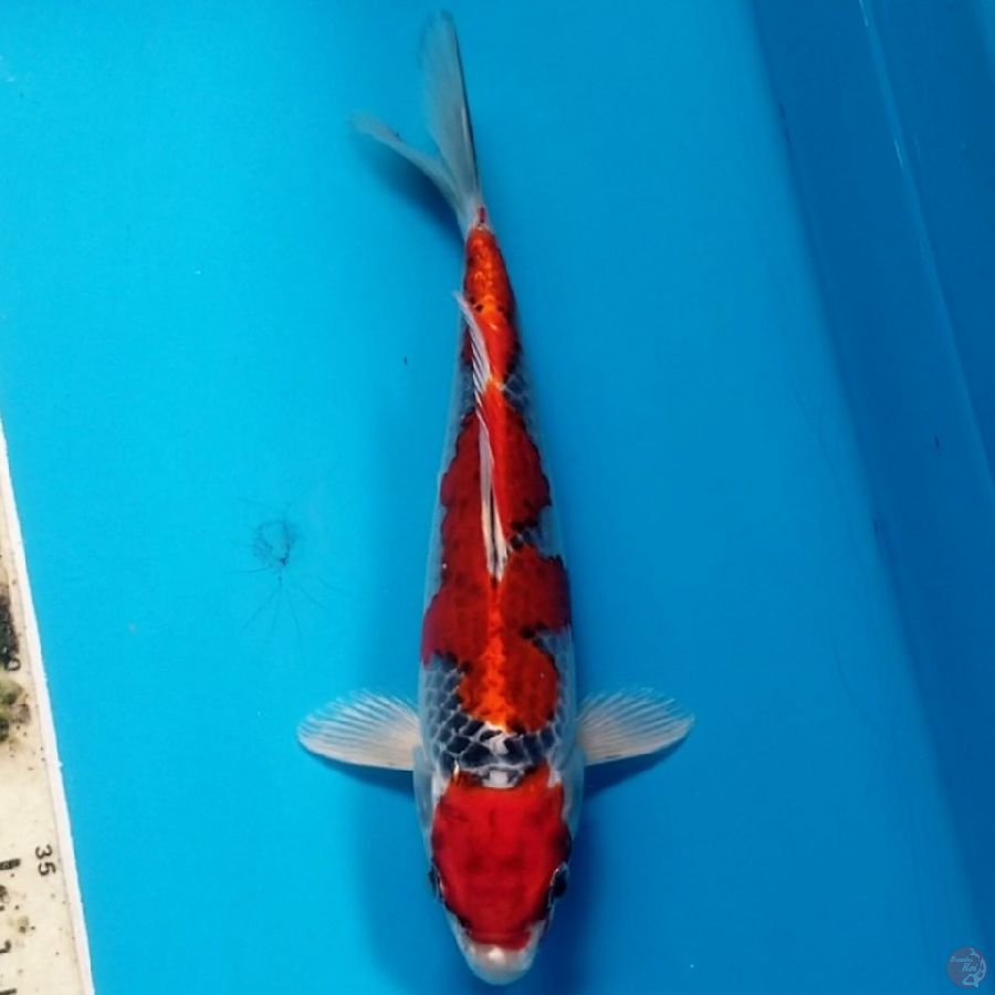 RED KUJAKU 24 CM MALE