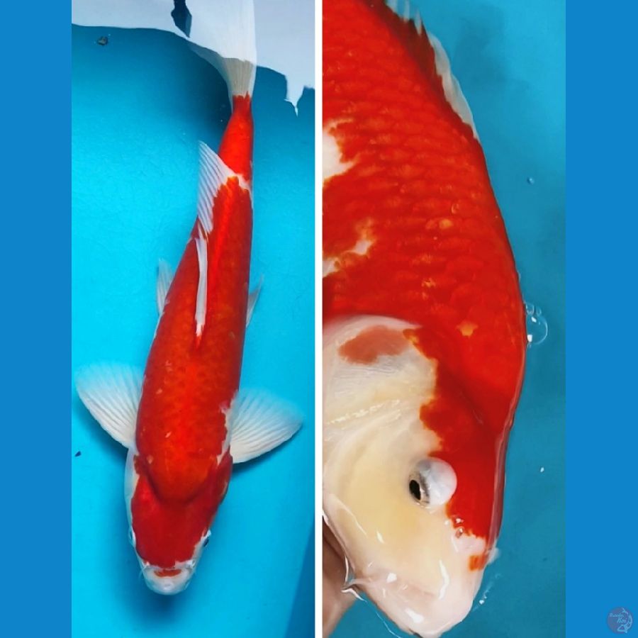 KOHAKU PUNUK 42CM MALE 