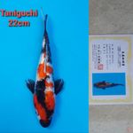 TANIGUCHI SHOWA GINRIN 22CM SERTI