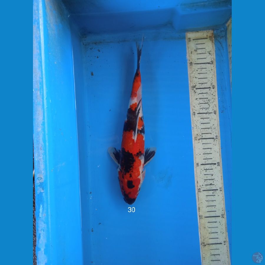 showa 30cm M