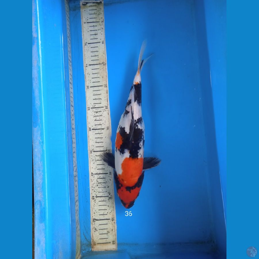 showa 36cm F