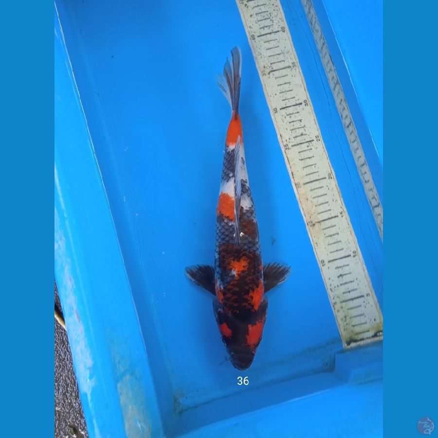 showa 36cm M