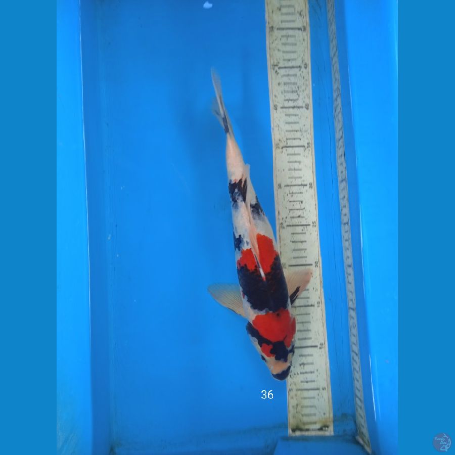 showa 36cm M