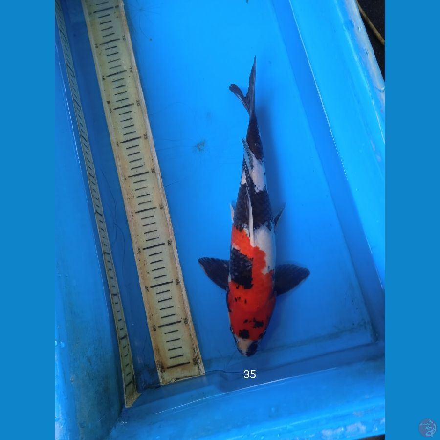 showa 35cm