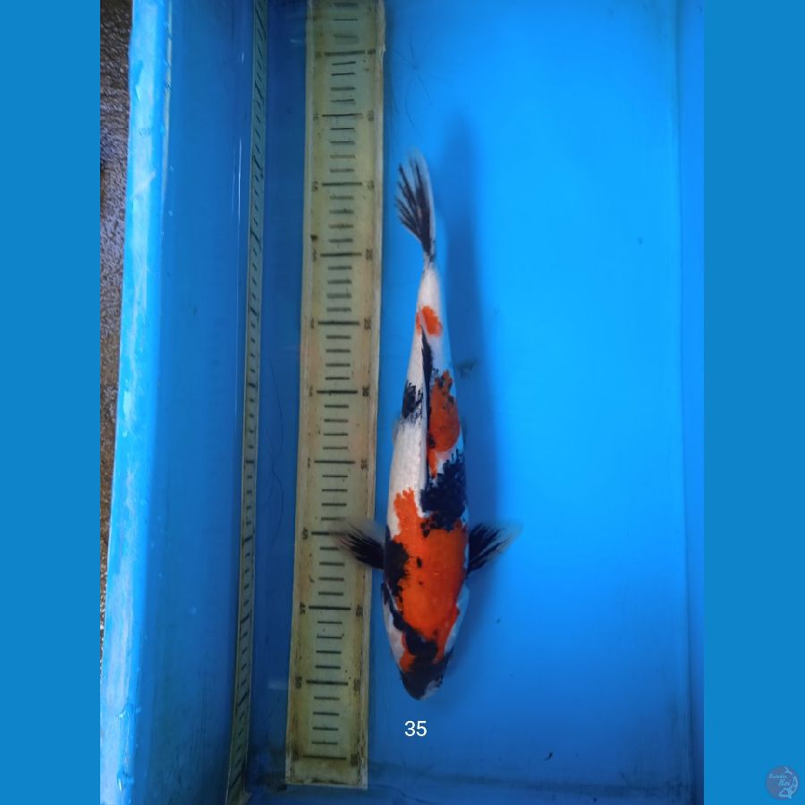 showa 35cm