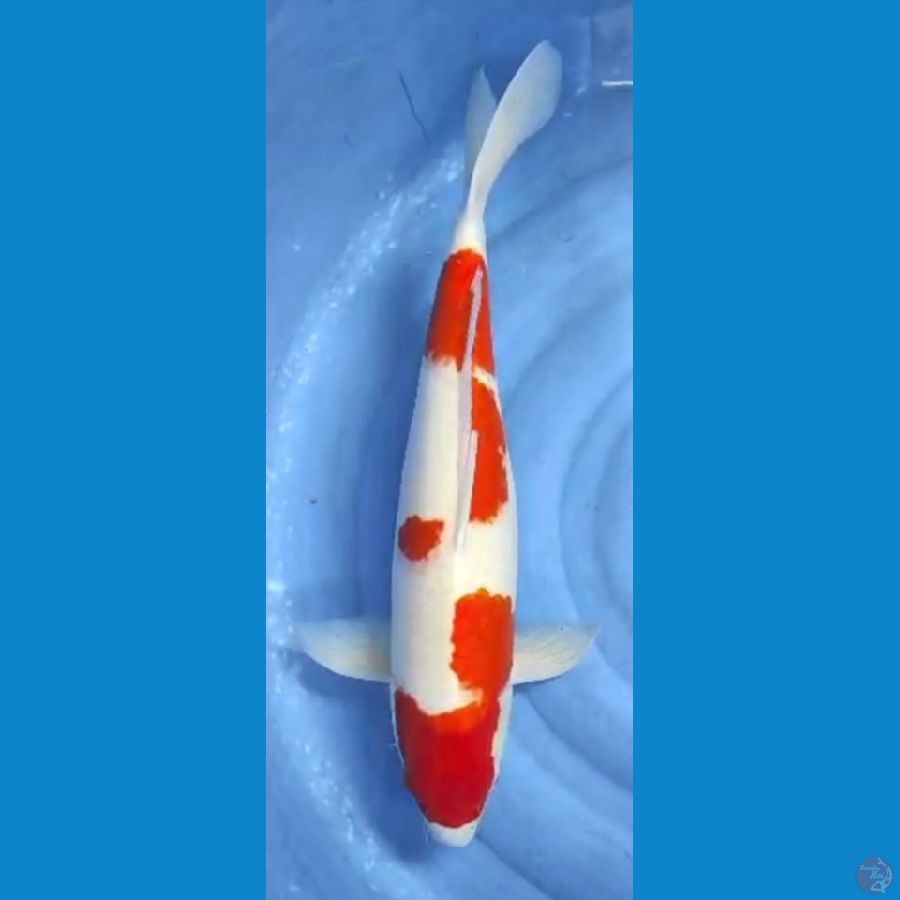 kohaku 58cm