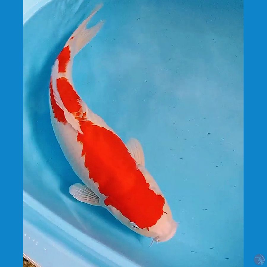 50 cm super jumbo strong kohaku fm