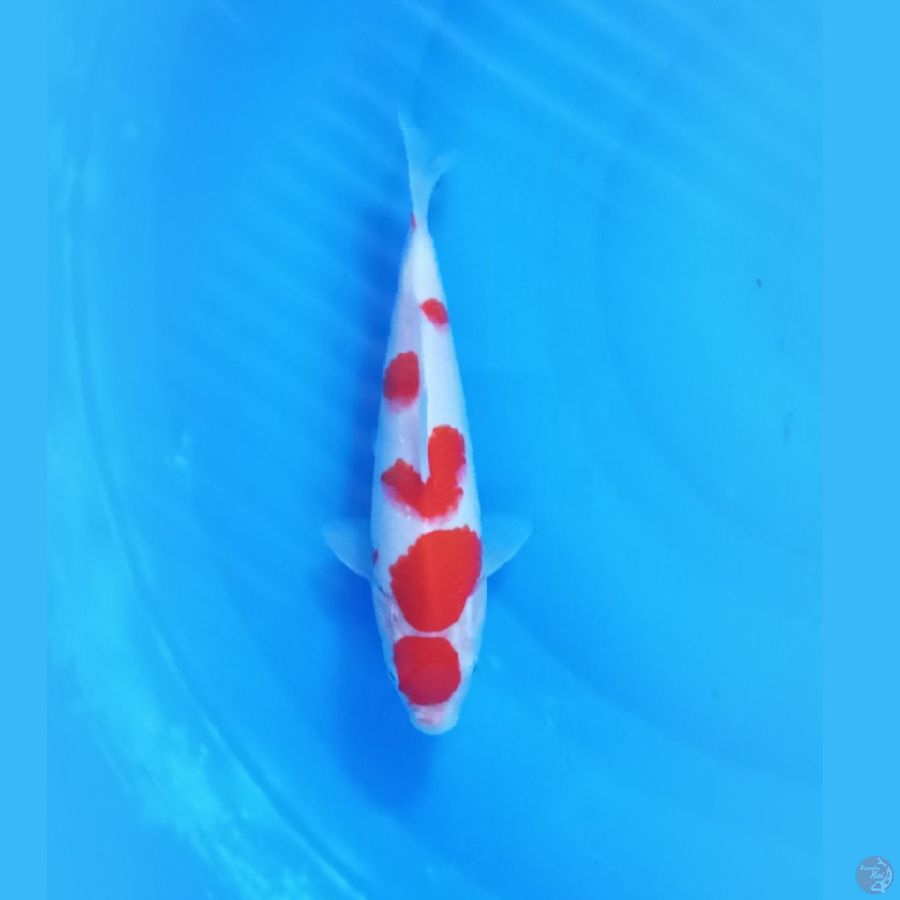 KOHAKU 23.Cm