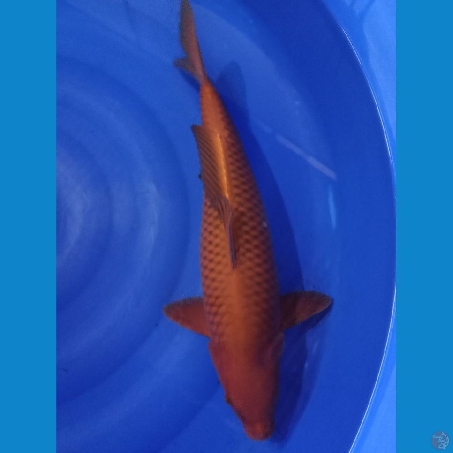 Cagoi HQ 48cm fm