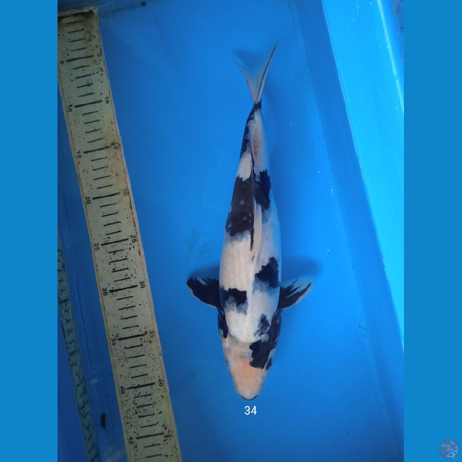 siro 34cm