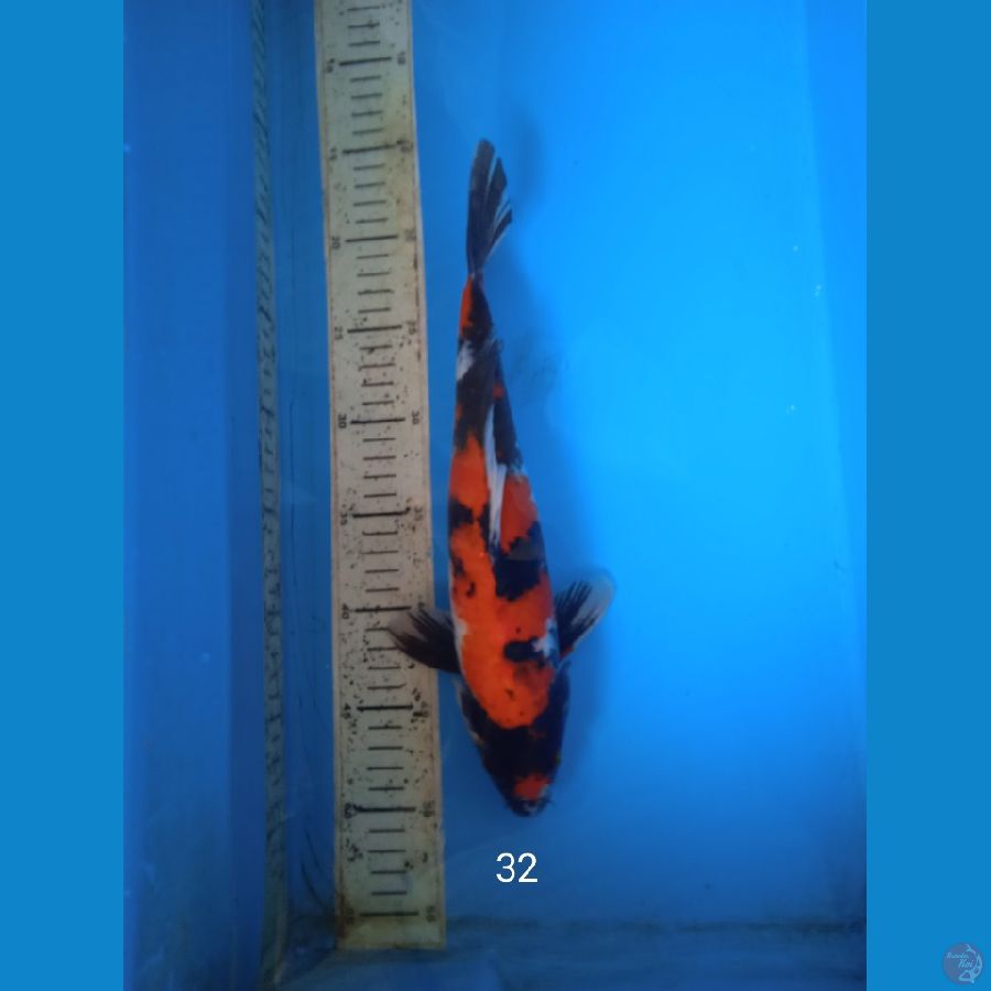 showa 32cm