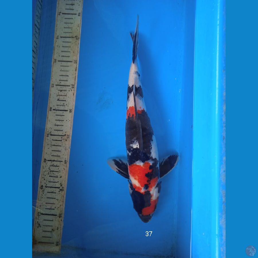 showa 37cm