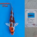 MOMOTARO KUJAKU 27CM SERTI