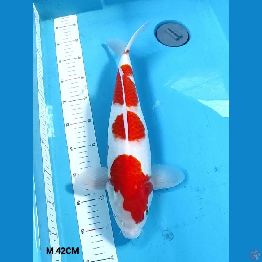 Kohaku 40 Male