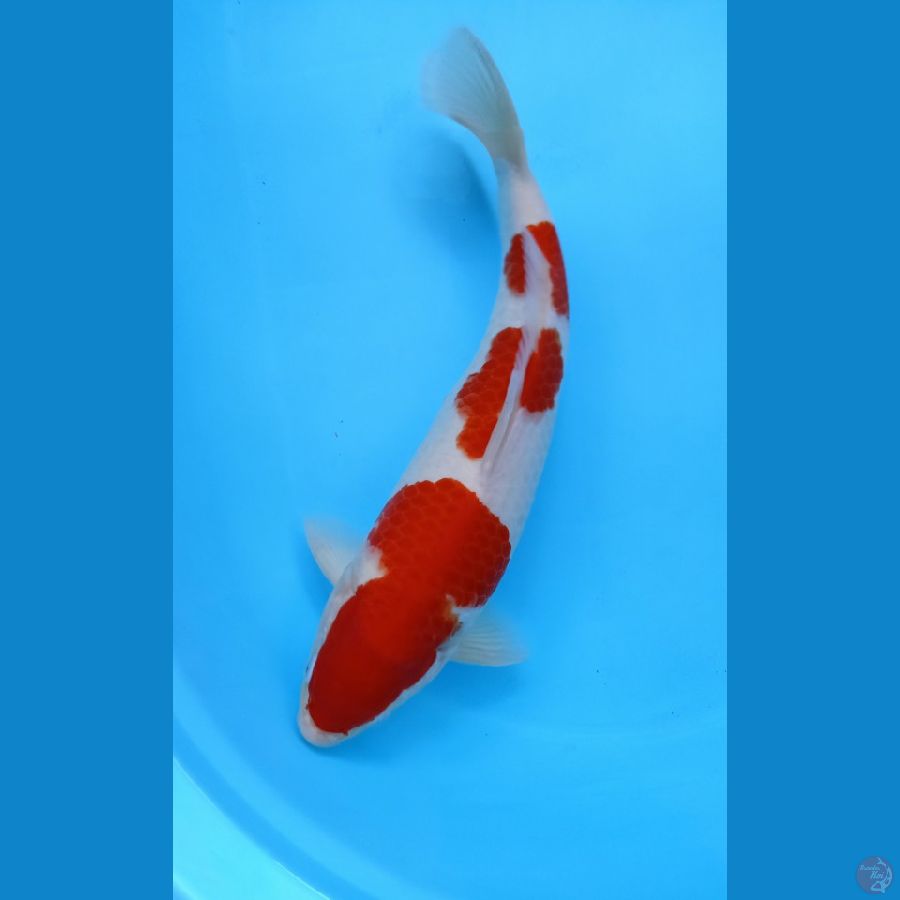 KOHAKU RED STRONG SQ, MALE 38CM