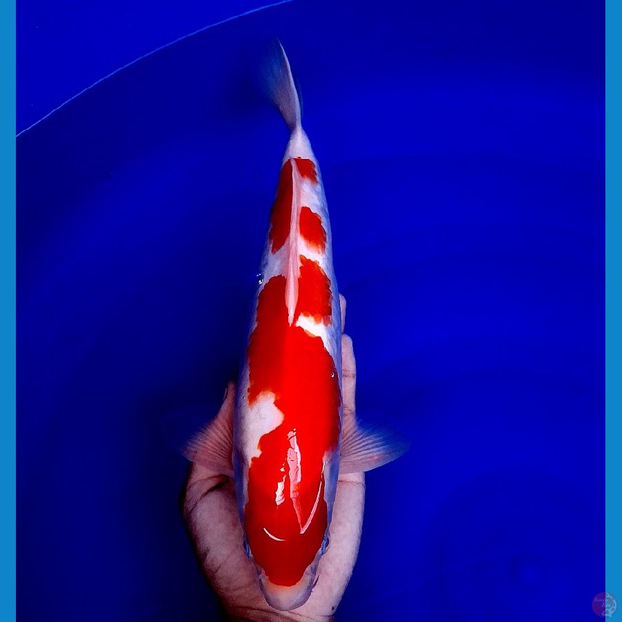 kohaku male 34cm 