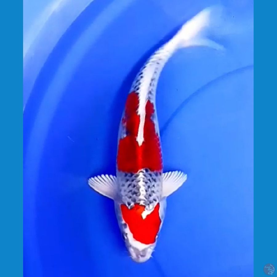 39cm RED KUJAKU BERSIH