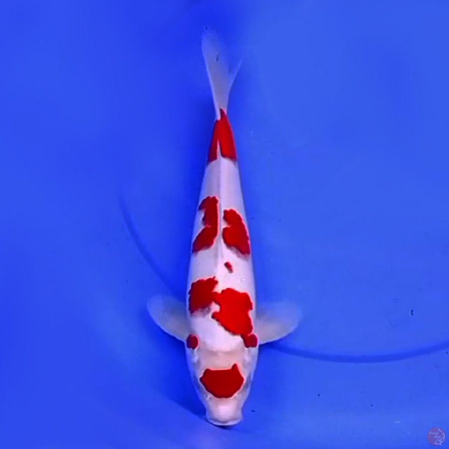 35cm MARUTEN KOHAKU ABSTRAK