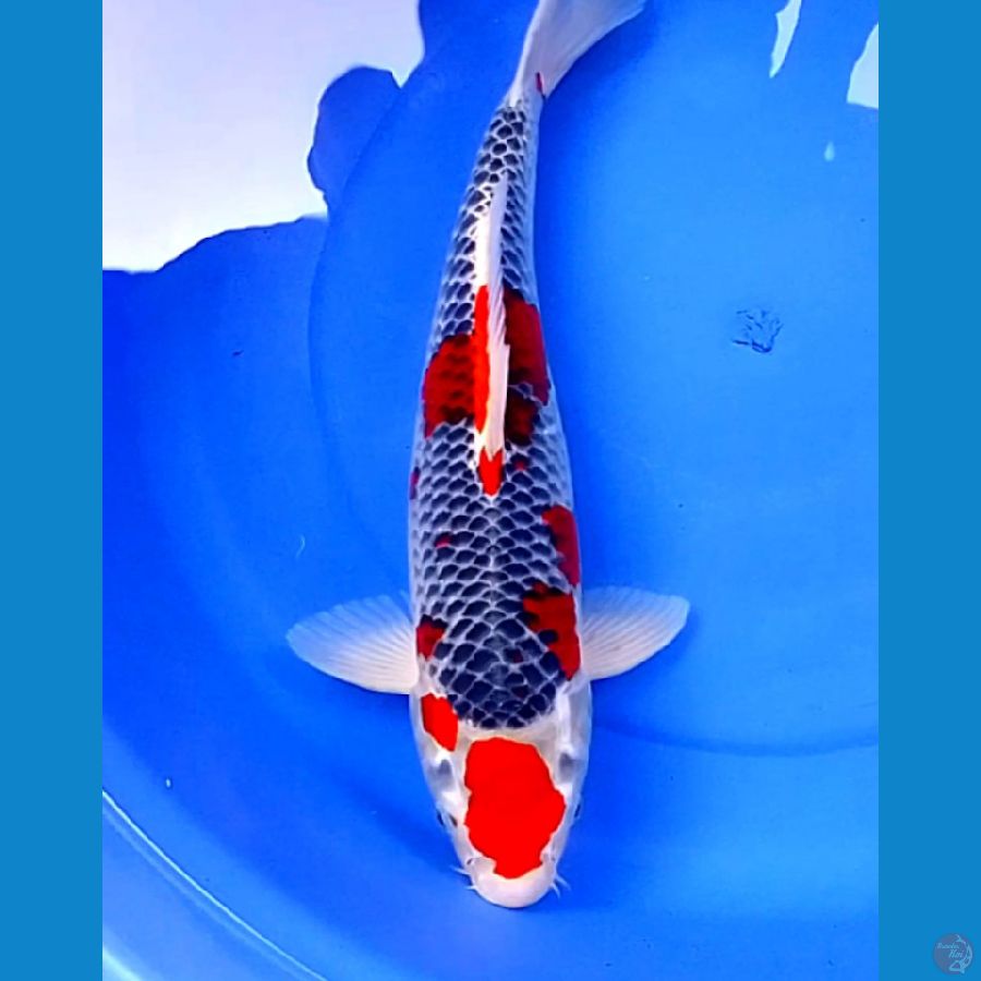46cm GOSHIKI POLA ABSTRAK