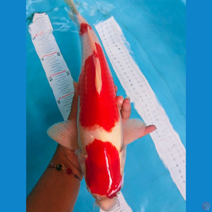 kohaku 35cm