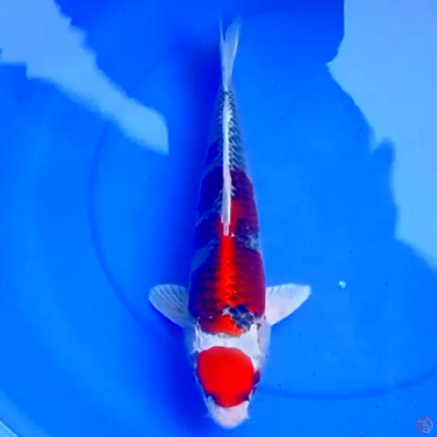 42cm KUJAKU