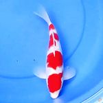 29cm KOHAKU YONDAN