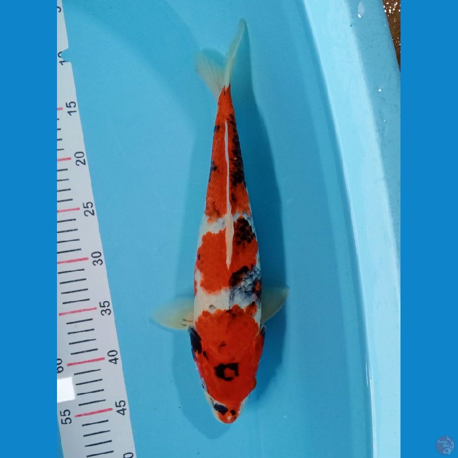 ORIGINAL SHOWA 3 STEP 40 CM