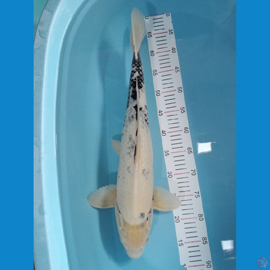 SHIRO JANTAN 55 CM