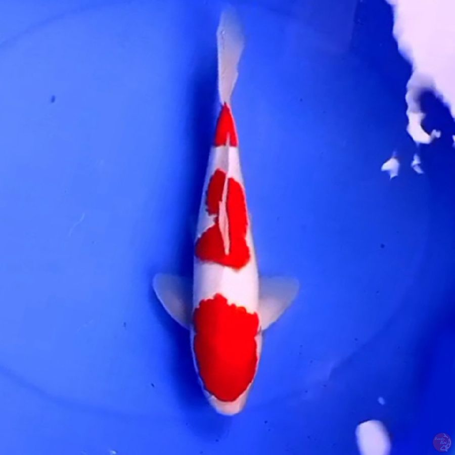 35cm SANDAN KOHAKU SUPER MERONA