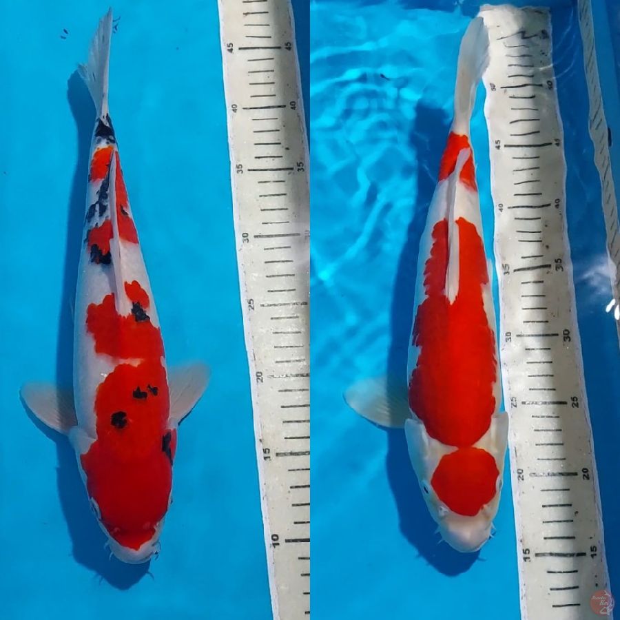 KOHAKU SANKE ALL JANTAN 35 CM