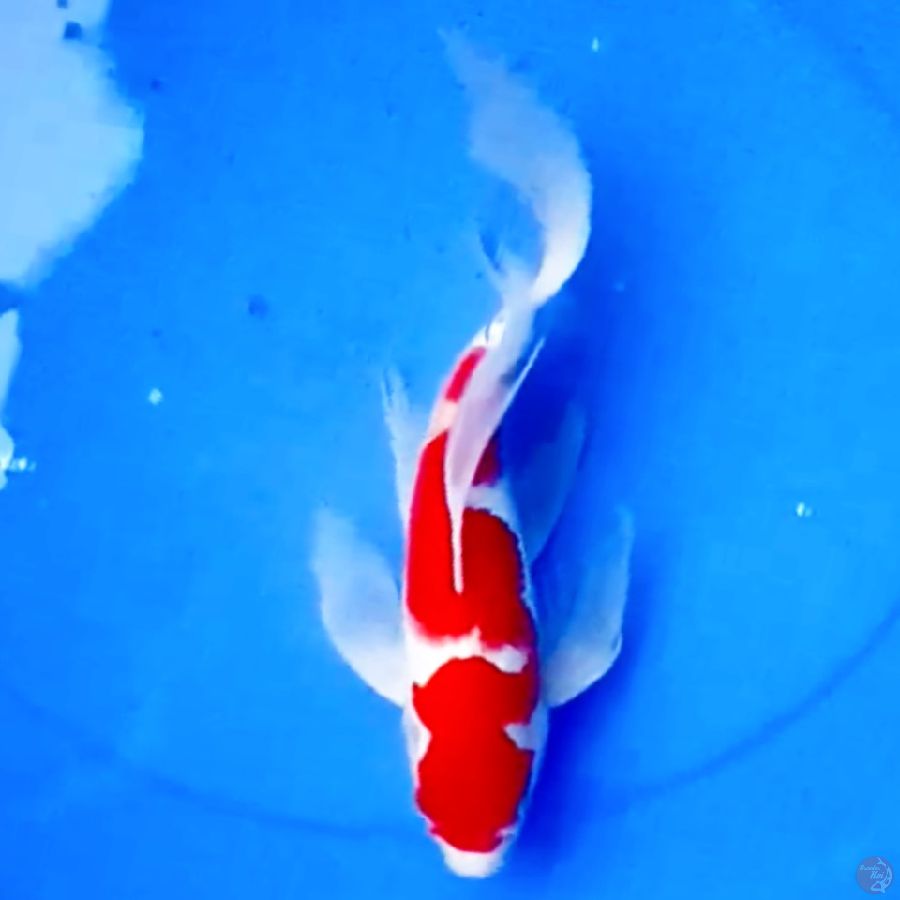 36cm RARE KUMPAY KOHAKU