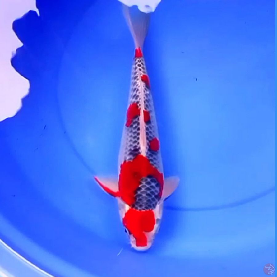 39cm RED GOSHIKI PERFECT
