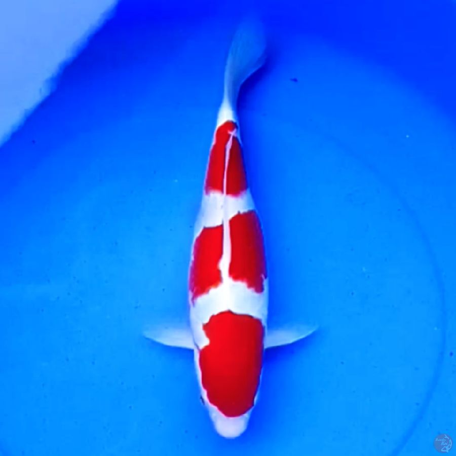 38cm KOHAKU SUPER RED DEVILS