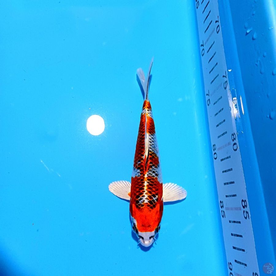 SQ KUJAKU 17CM MALE