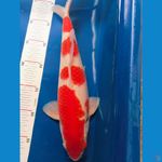 kohaku 35cm jantan