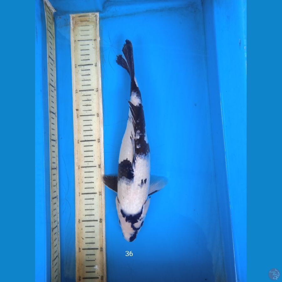 shiro 36cm