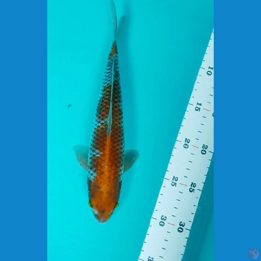 ochiba 26cm male