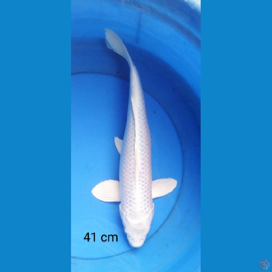 platinum male jumbo 41 cm