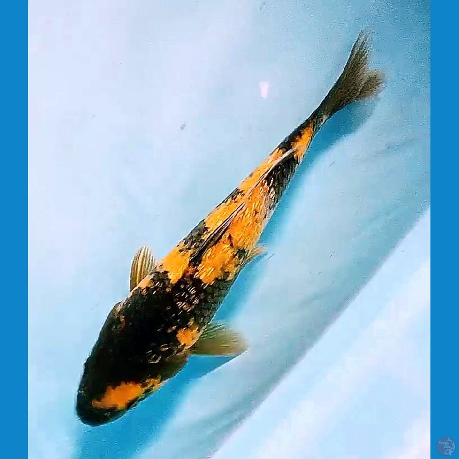 26 cm ki utsuri ginrin