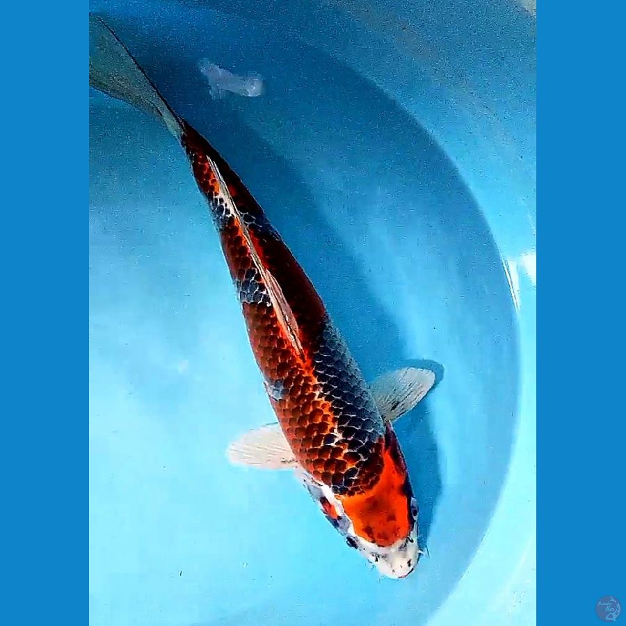 41 kuroo goshiki fm calon jumbo